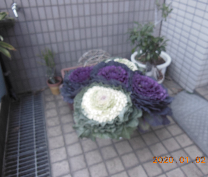 Photo_4