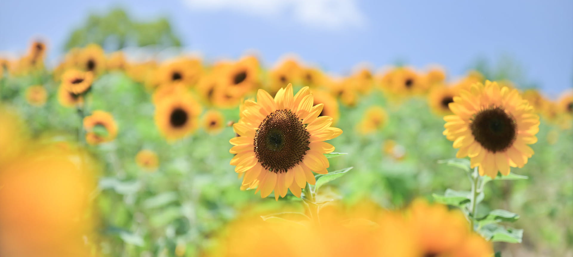 メインスライド画像