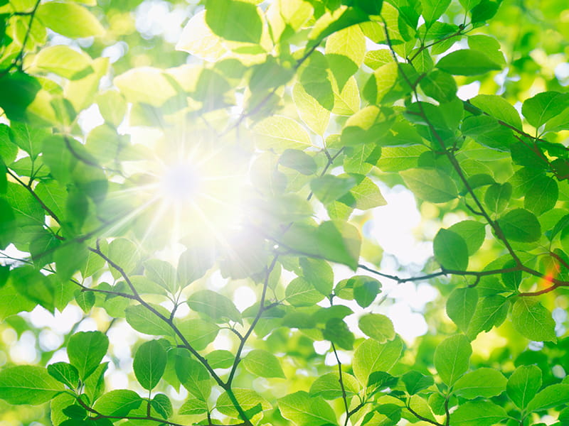 保護を受けられる人たち